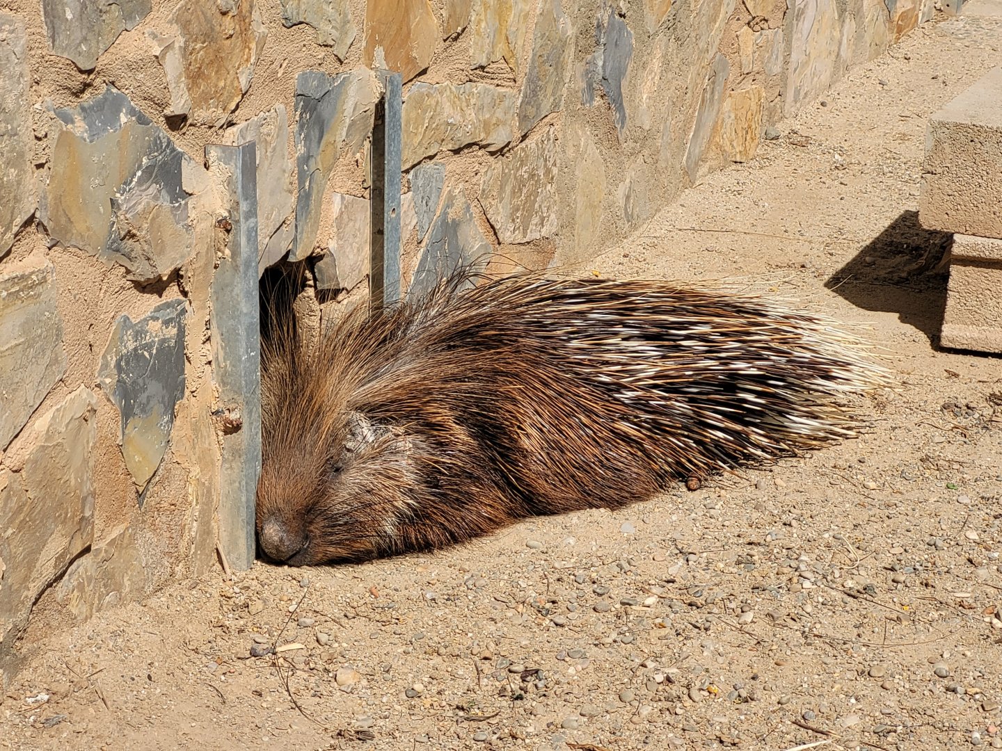 Crested porcupine -Tierra Rapaz (2024)