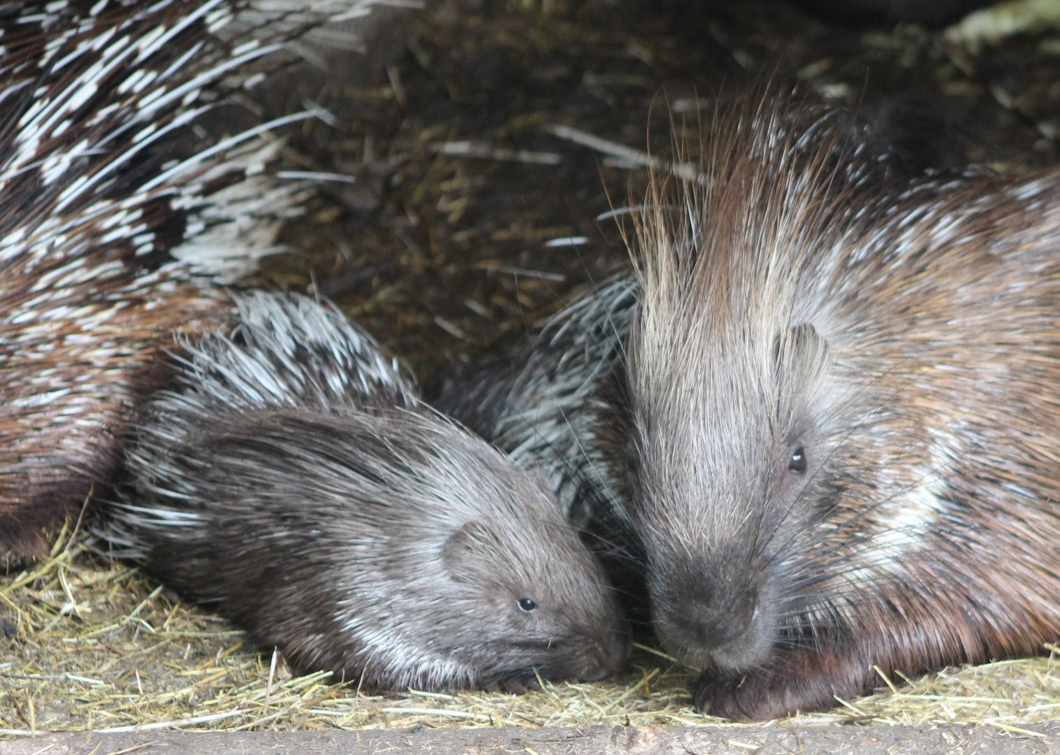 Crested porcupine with young