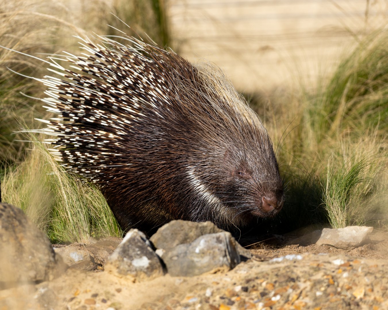 Crested Porcupine / Woburn / 15-10-21