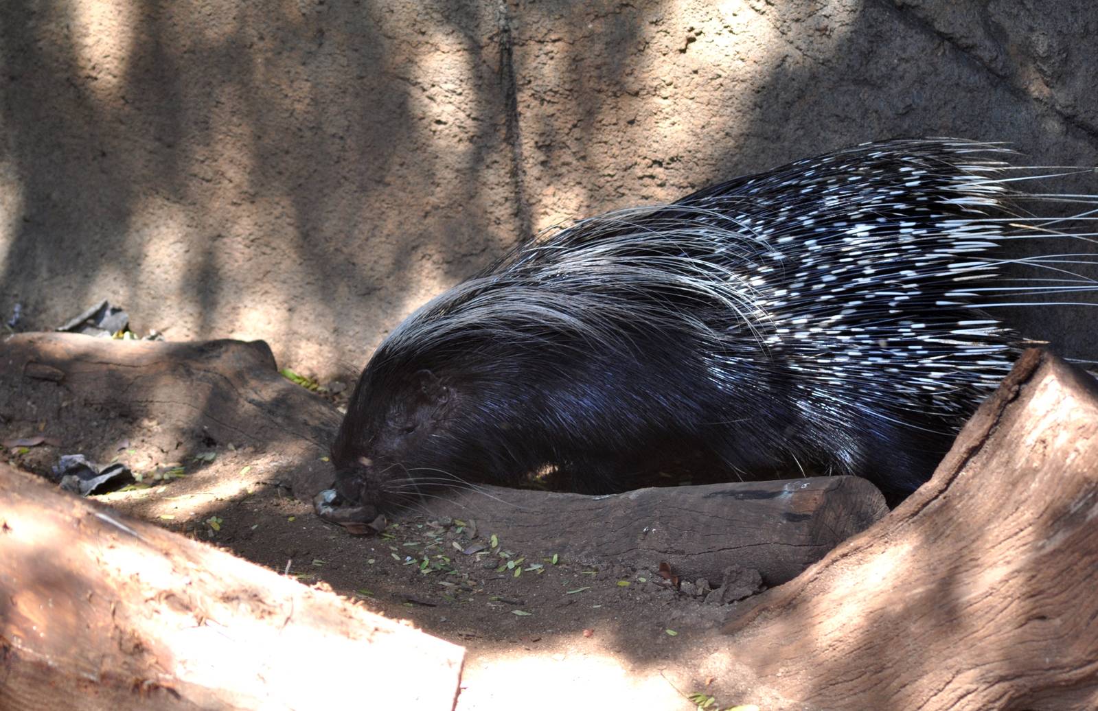 Crested Porcupine
