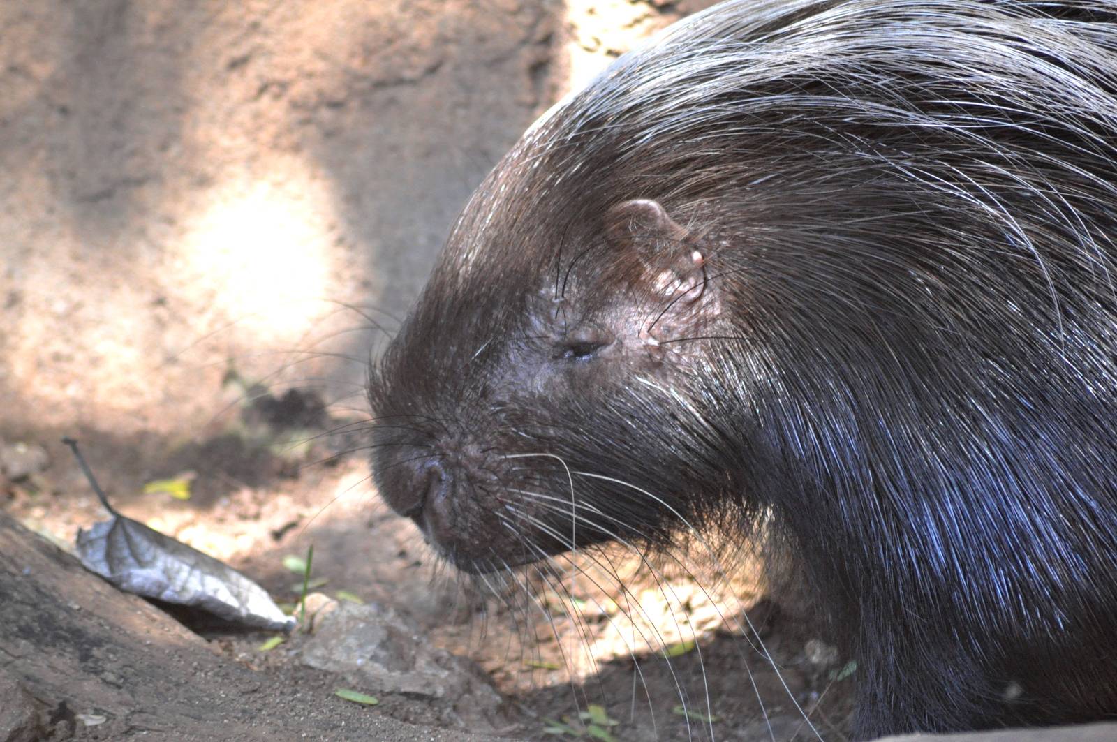 Crested Porcupine