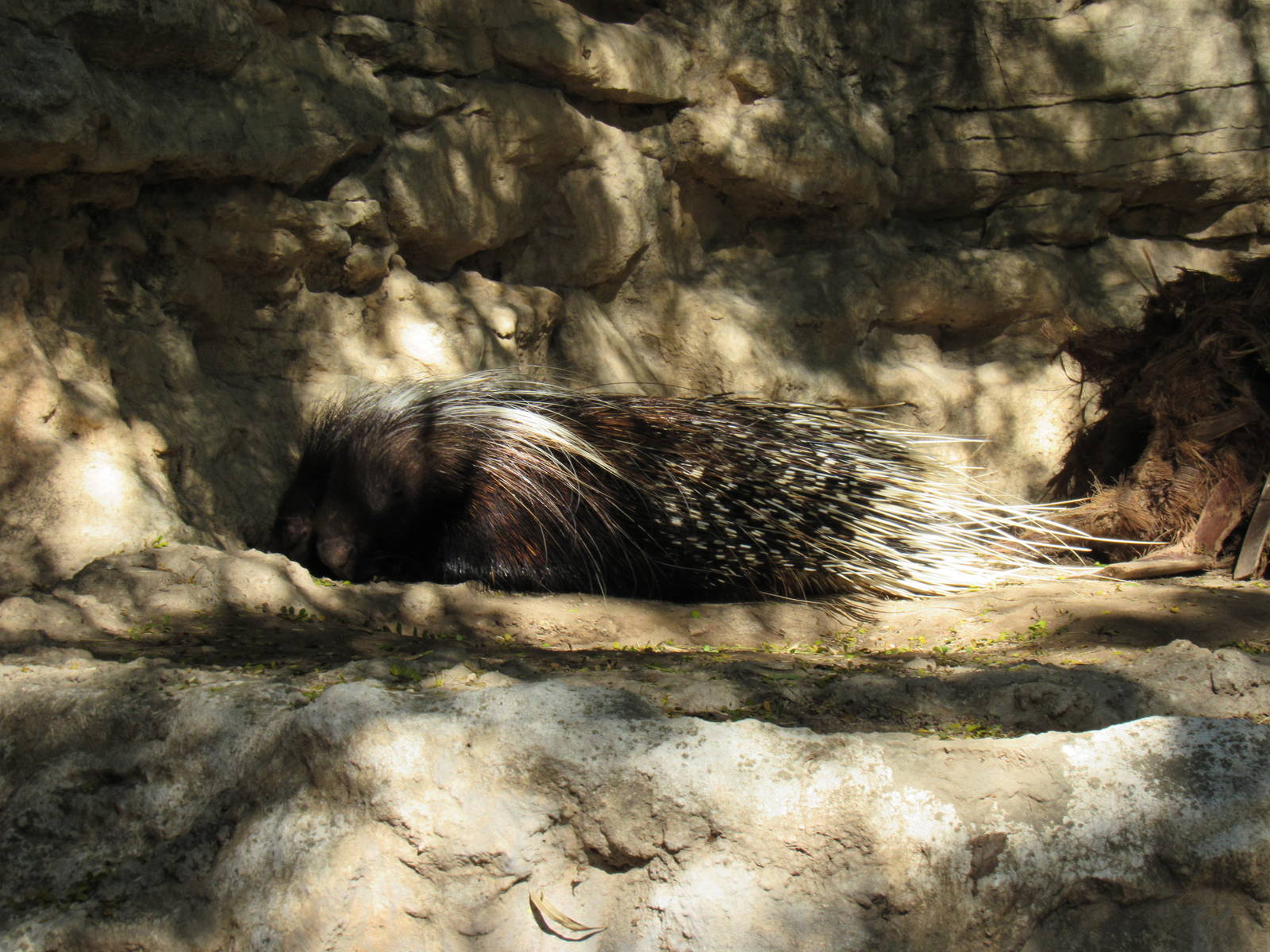 Crested Porcupine
