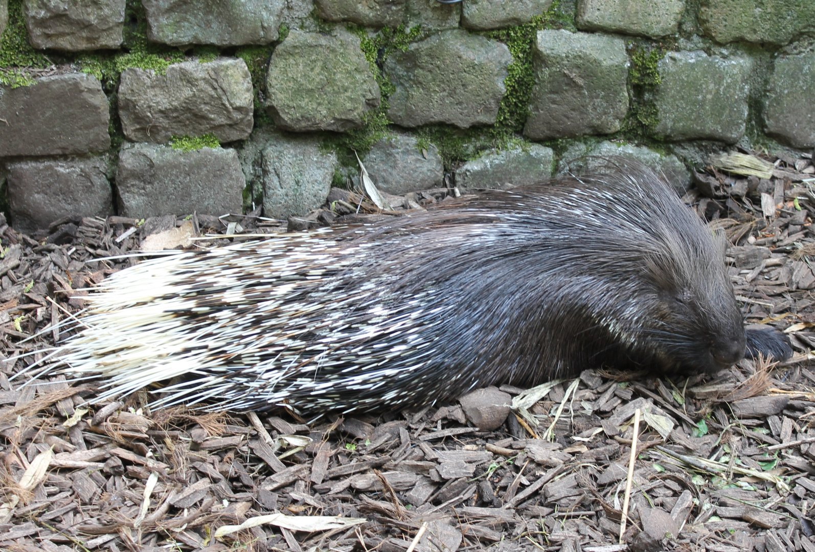 Crested porcupine