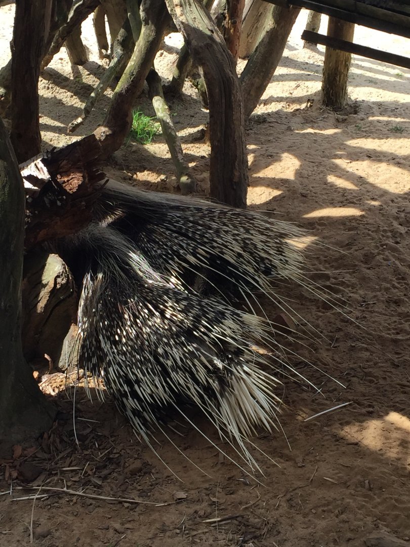 Crested Porcupine