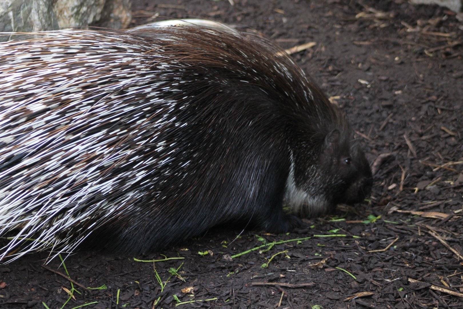 Crested porcupine