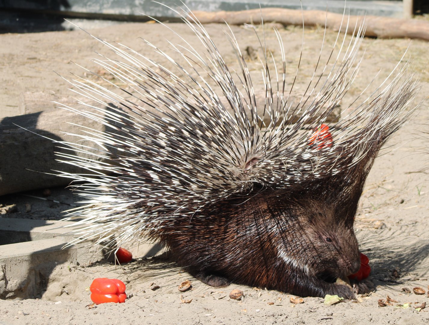 Crested porcupine