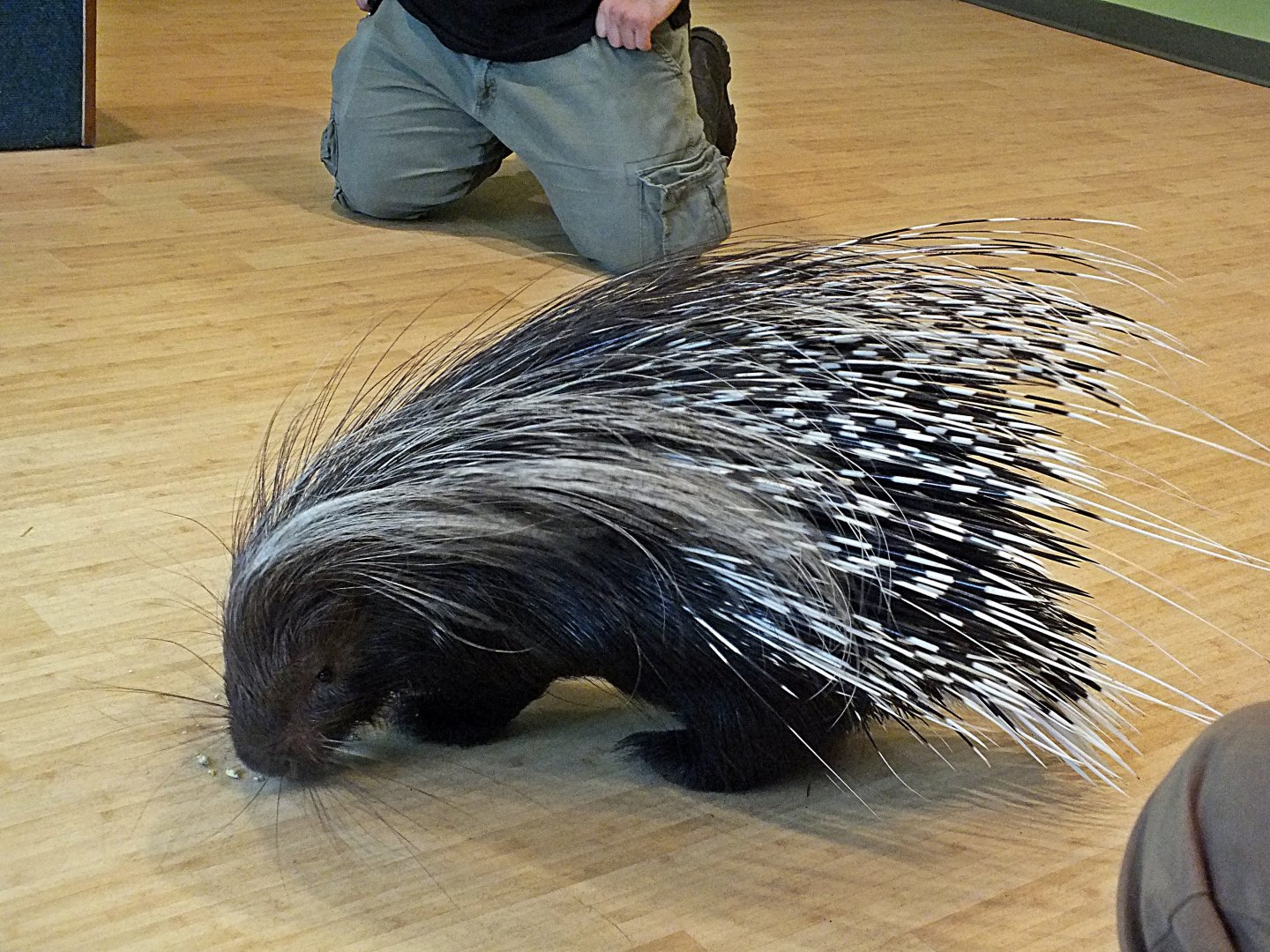 Crested porcupine