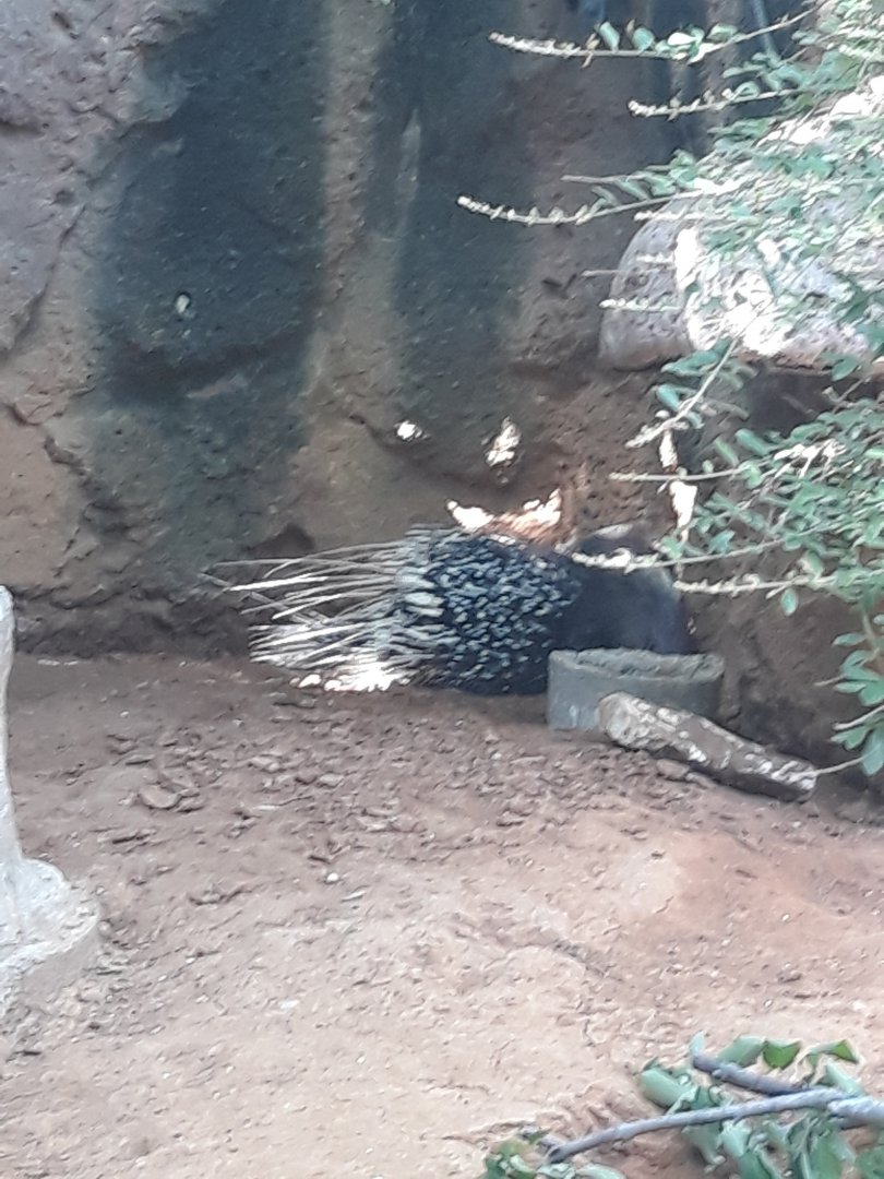 Crested porcupine