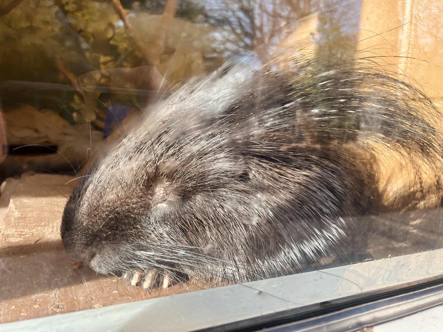 Crested Porcupine