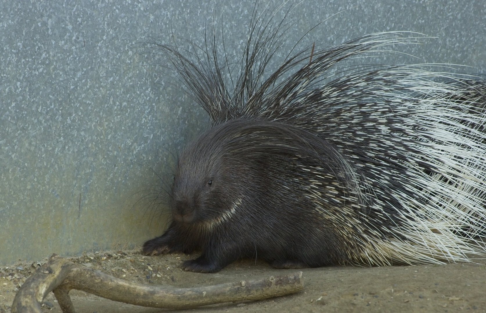 Crested Porcupine