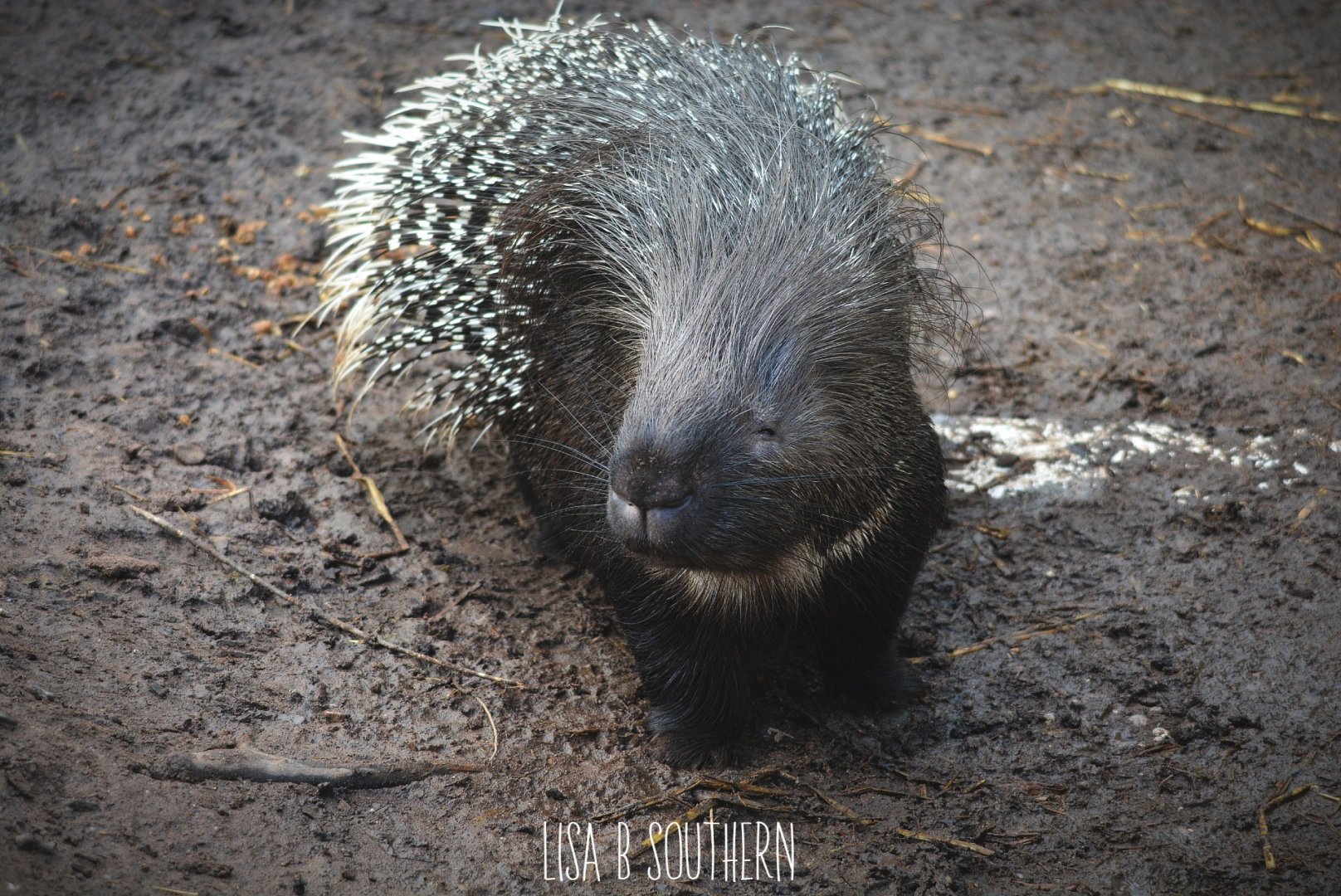 Crested Porcupine
