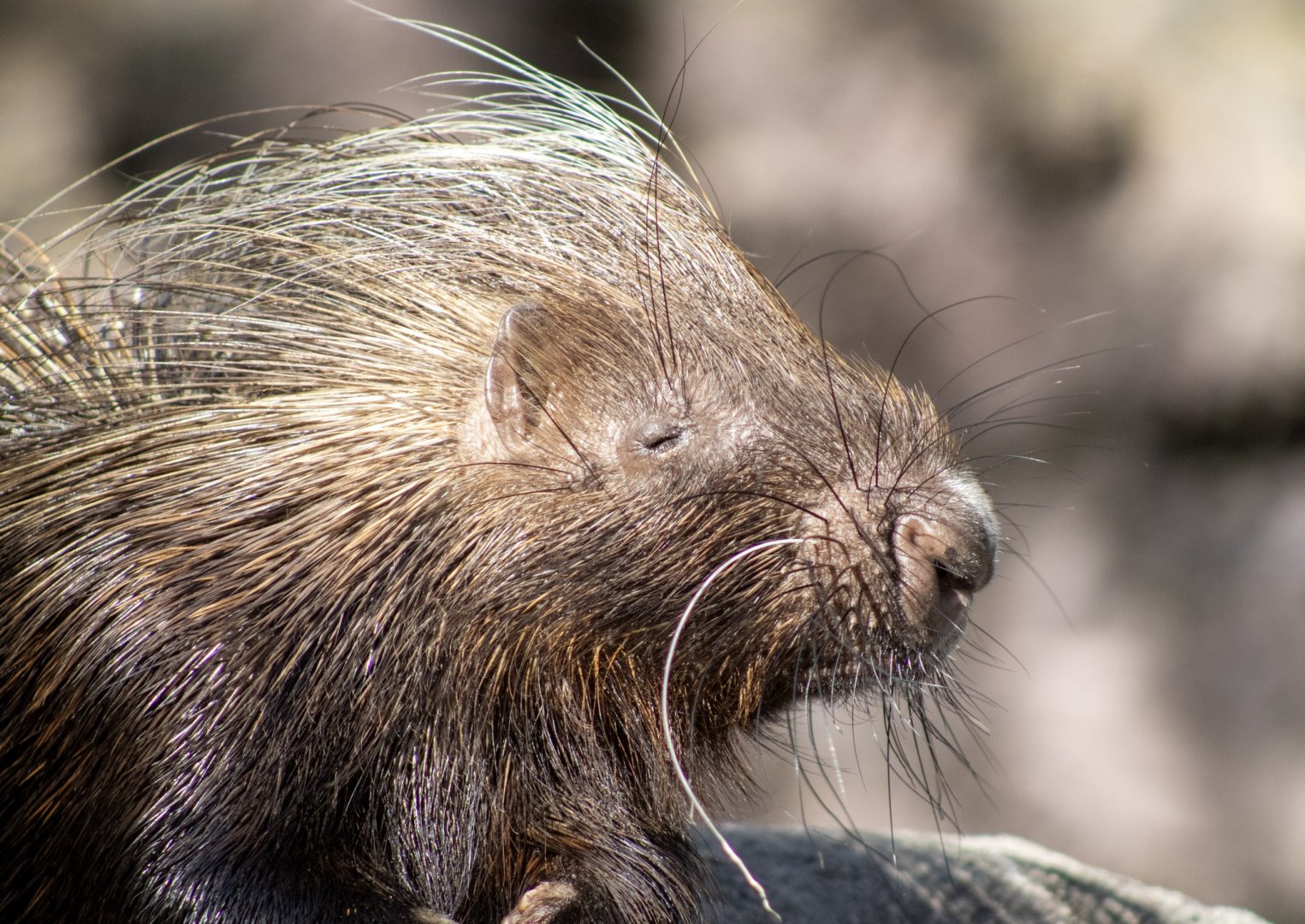 Crested Porcupine