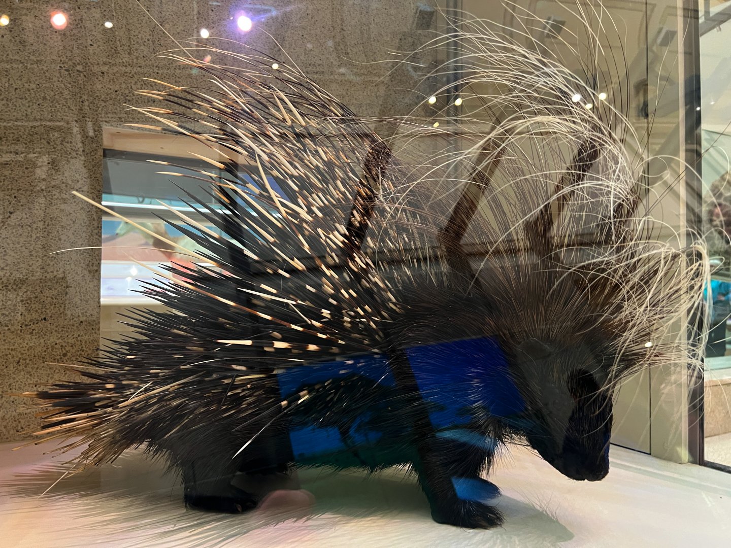 Crested Porcupine