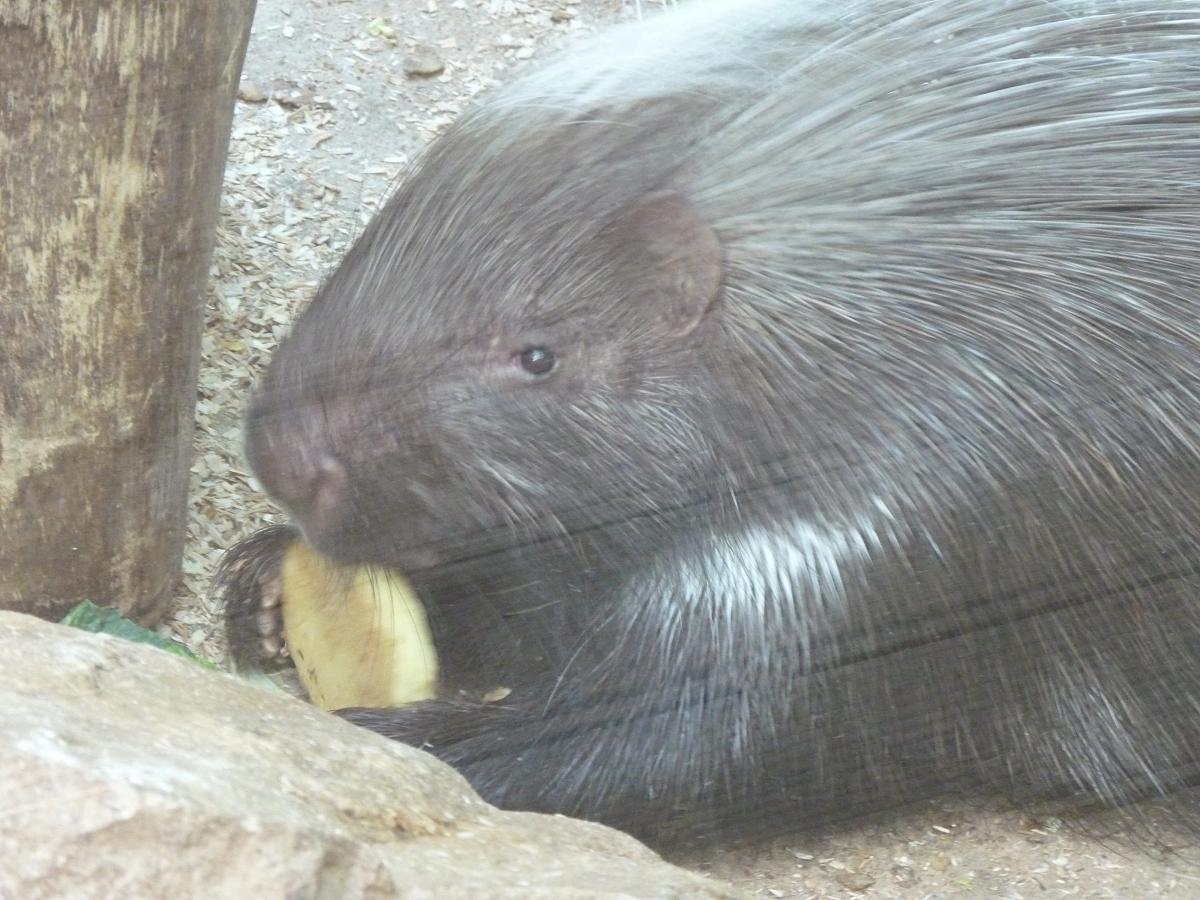 Crested Porcupine