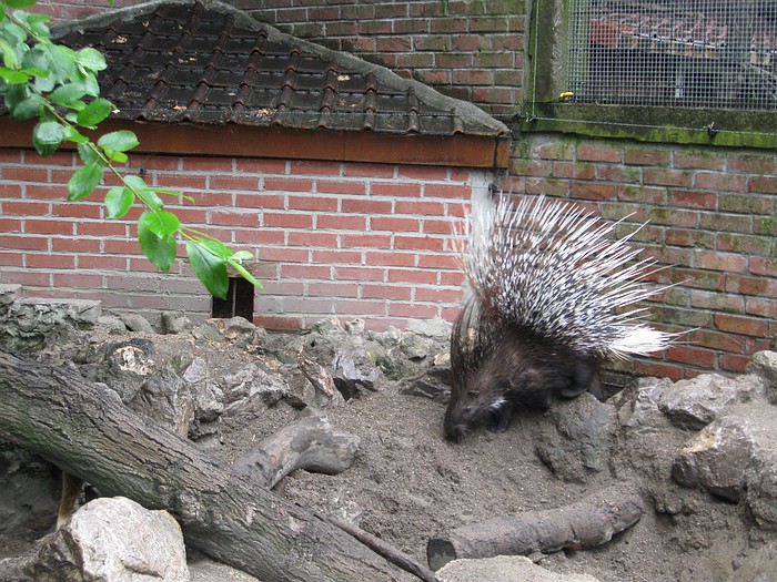 Crested Porcupine