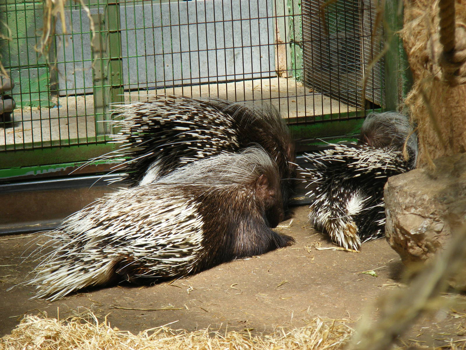 Crested porcupines at Marwell Wildlife, 11 July 2010