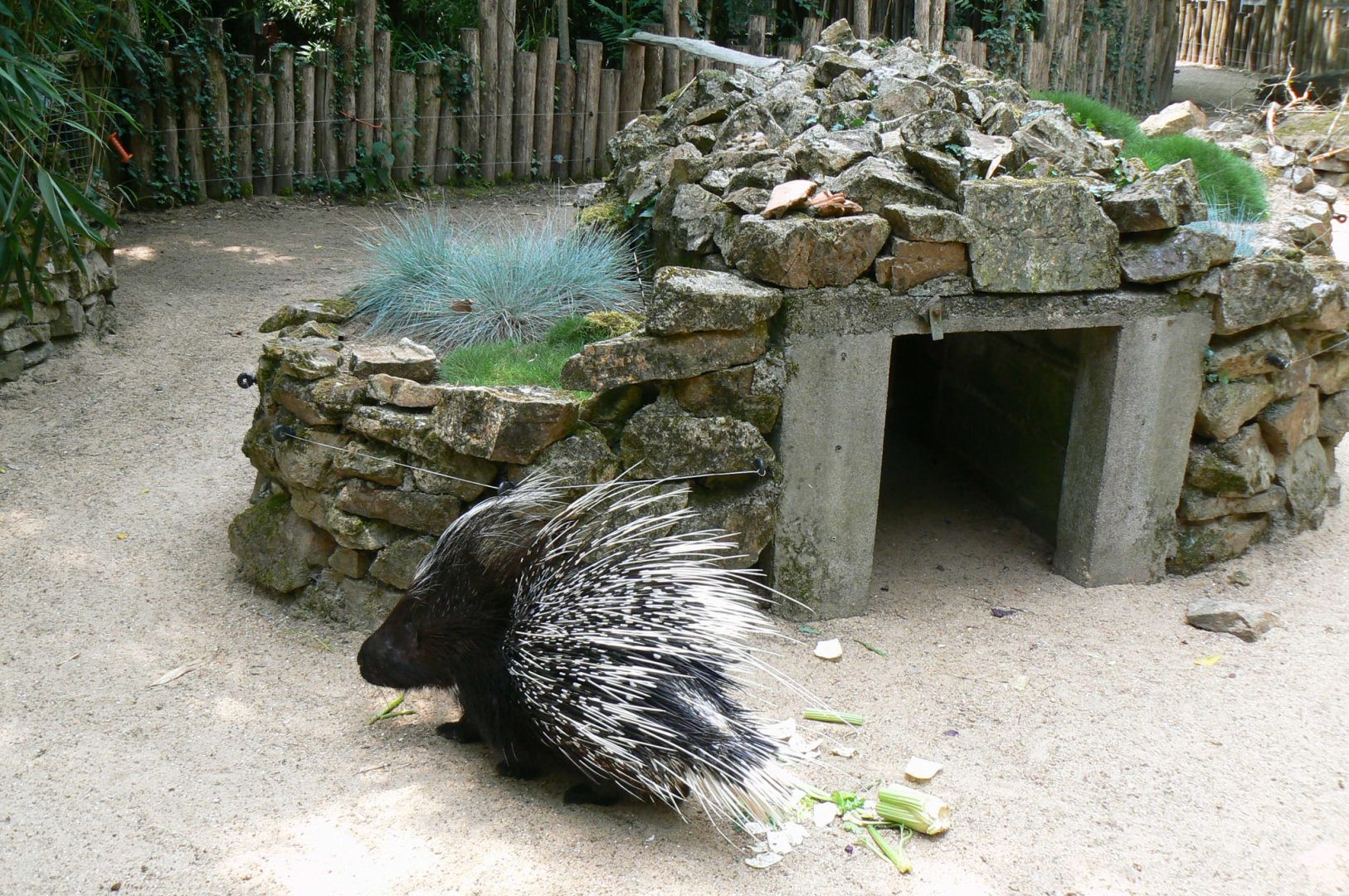 Crested porcupines enclosure