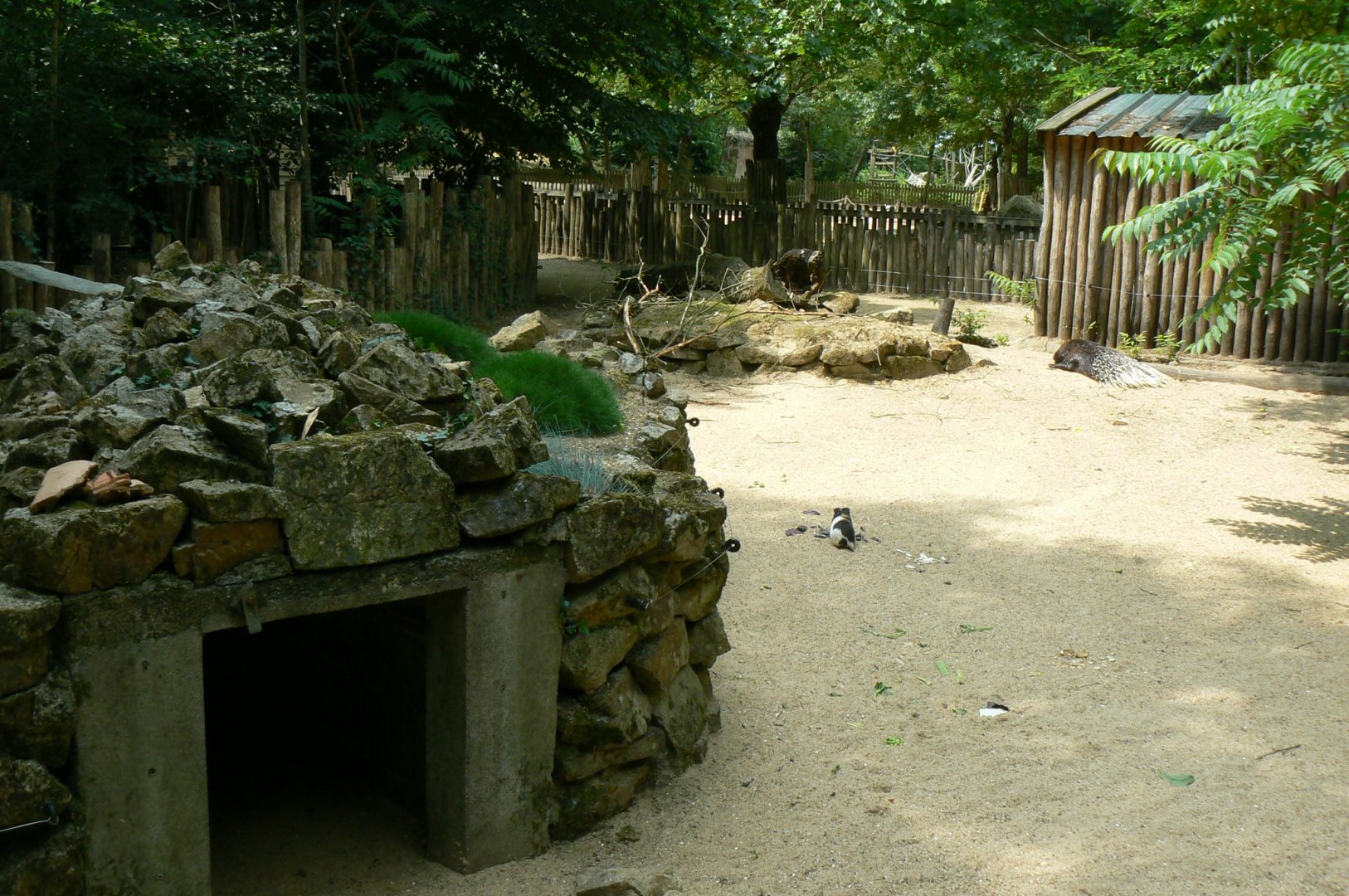 Crested porcupines enclosure