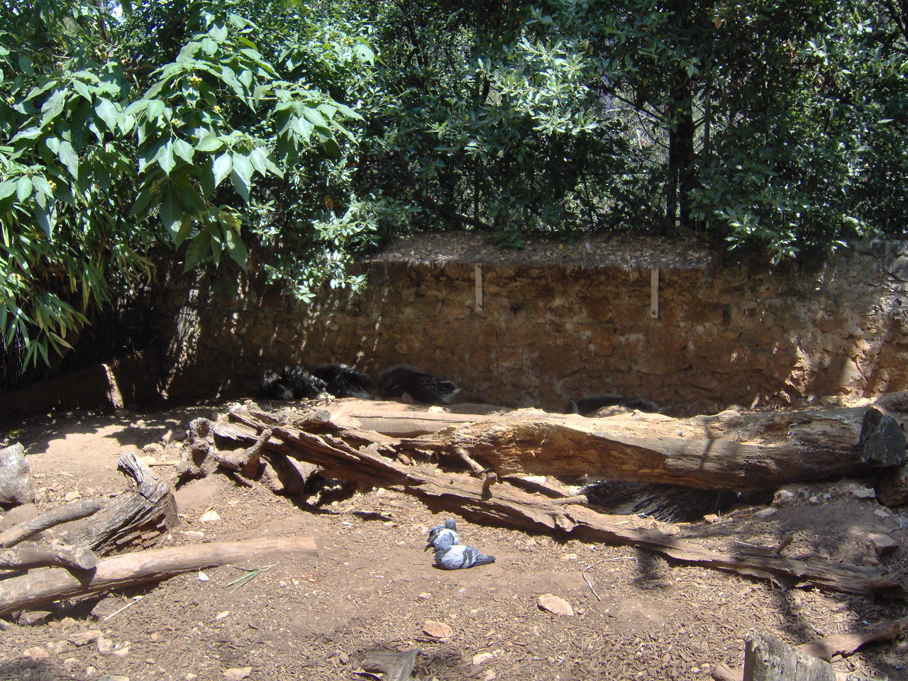 Crested Porcupines exhibit 2007