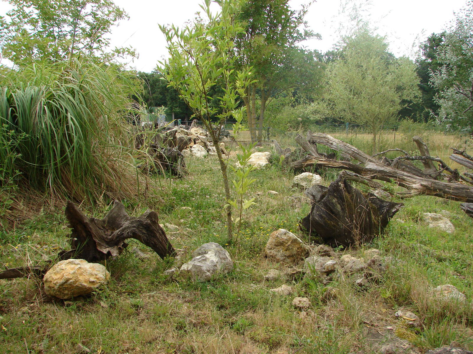 Crested porcupines exhibit