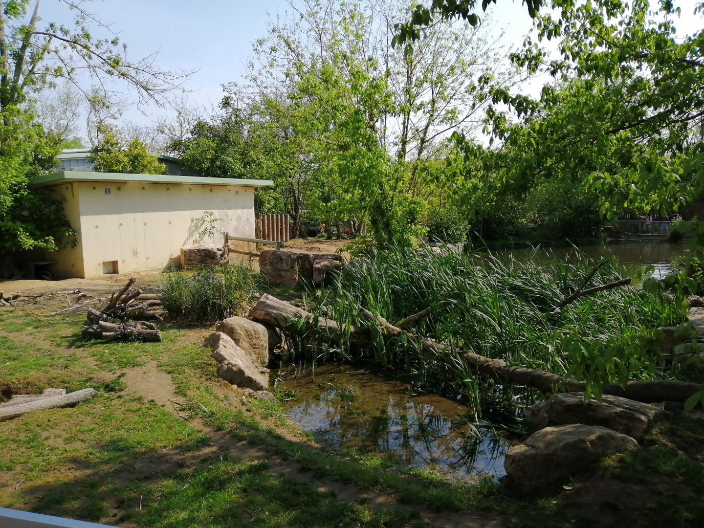Crested Porcupines Exhibit
