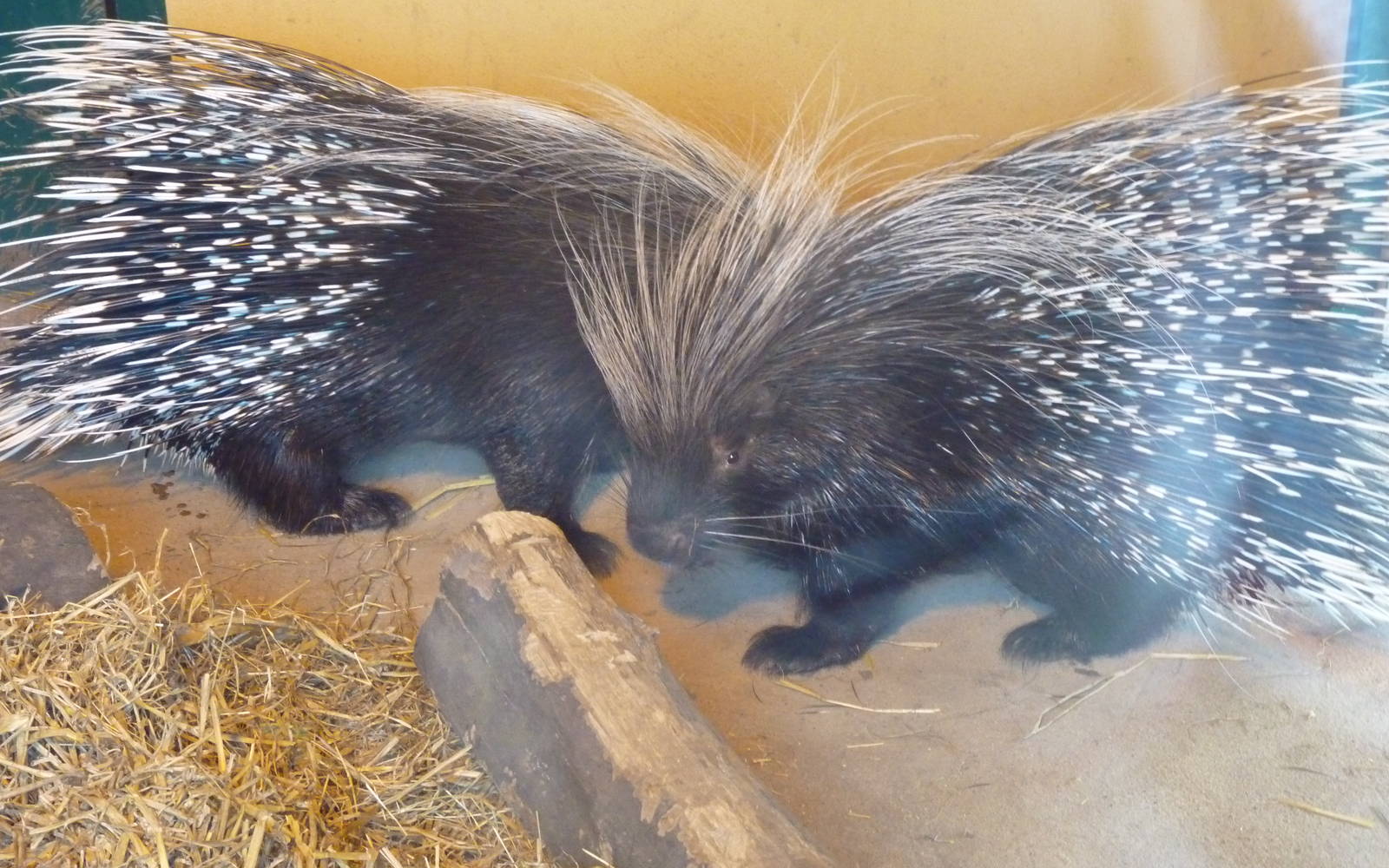 Crested Porcupines