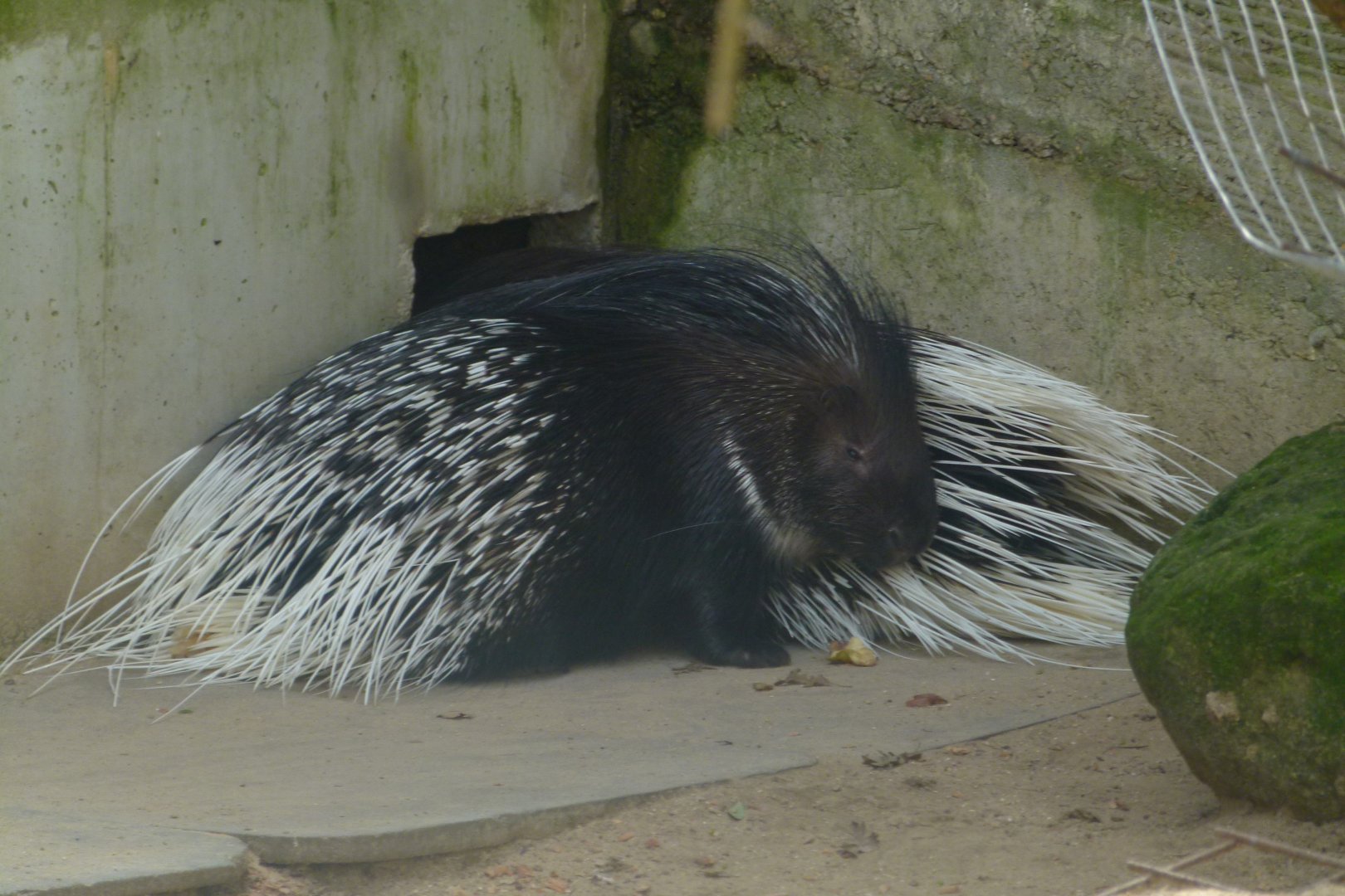 Crested Porcupines