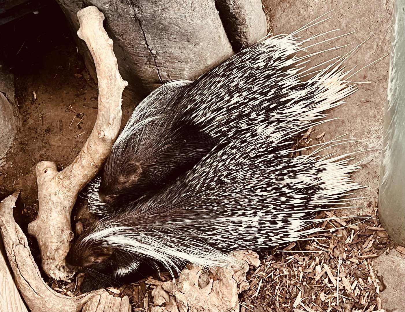 Crested Porcupines
