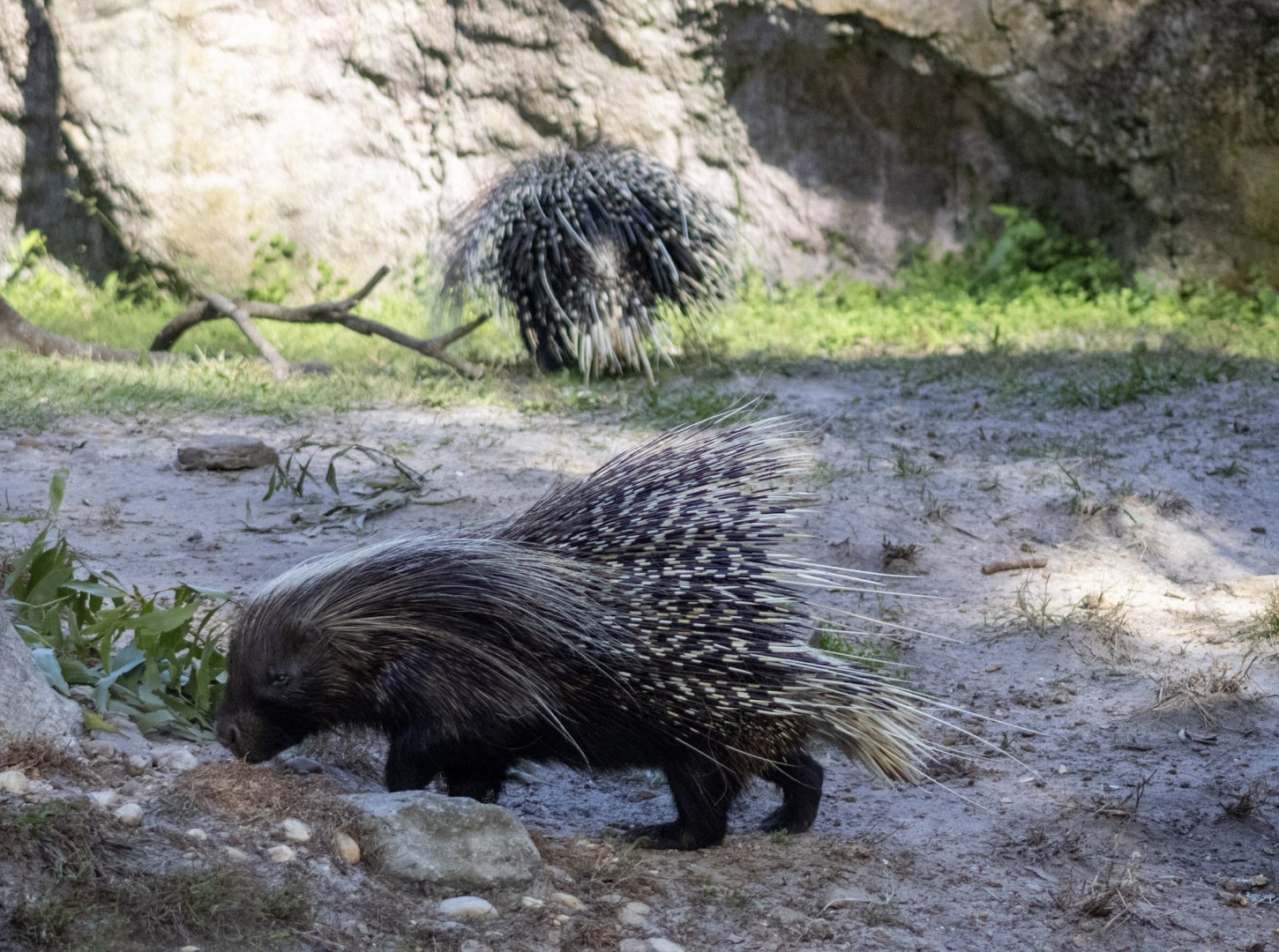 Crested Porcupines
