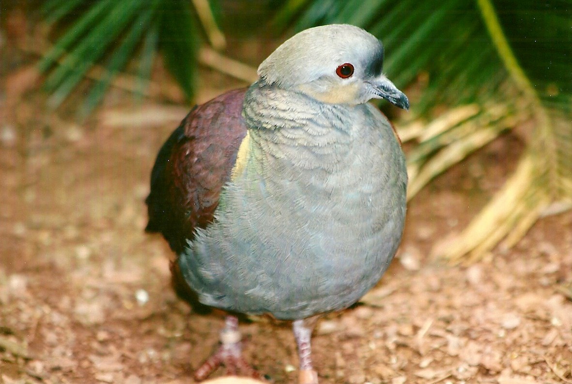 Crested Quail-Dove 9th September 2012