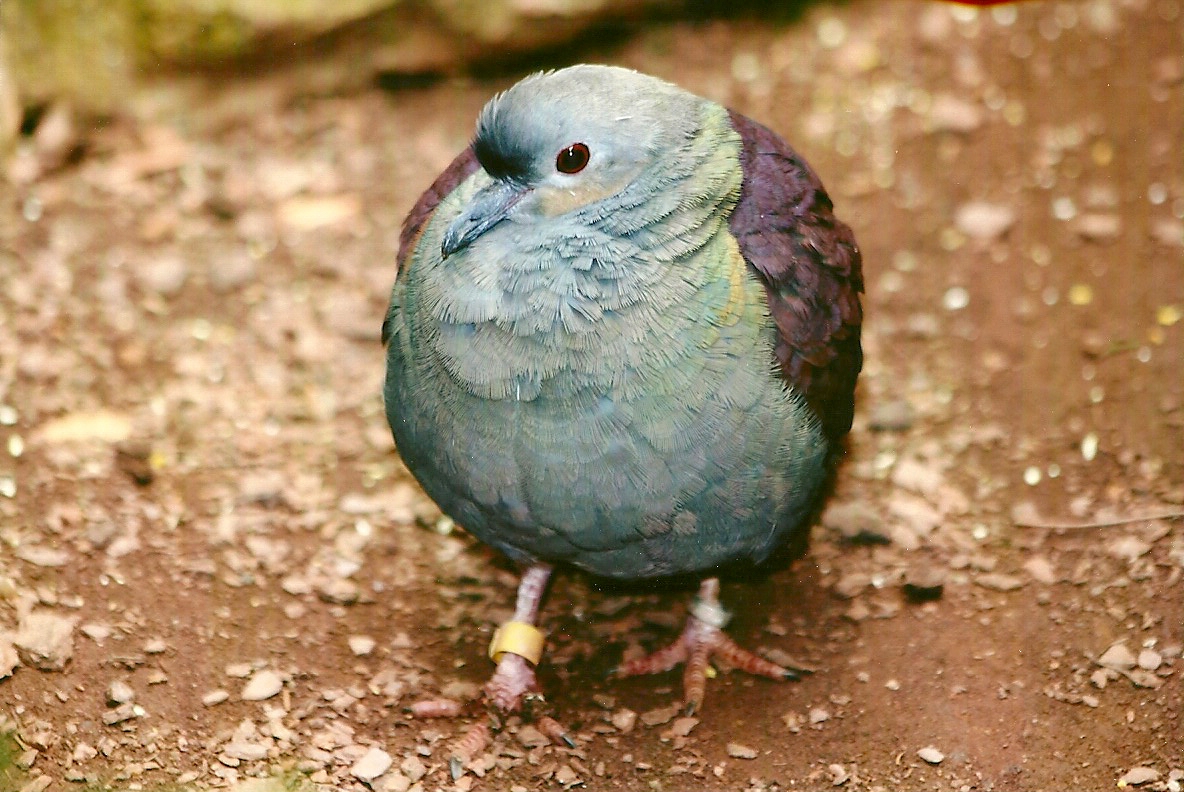 Crested Quail-Dove 9th September 2012