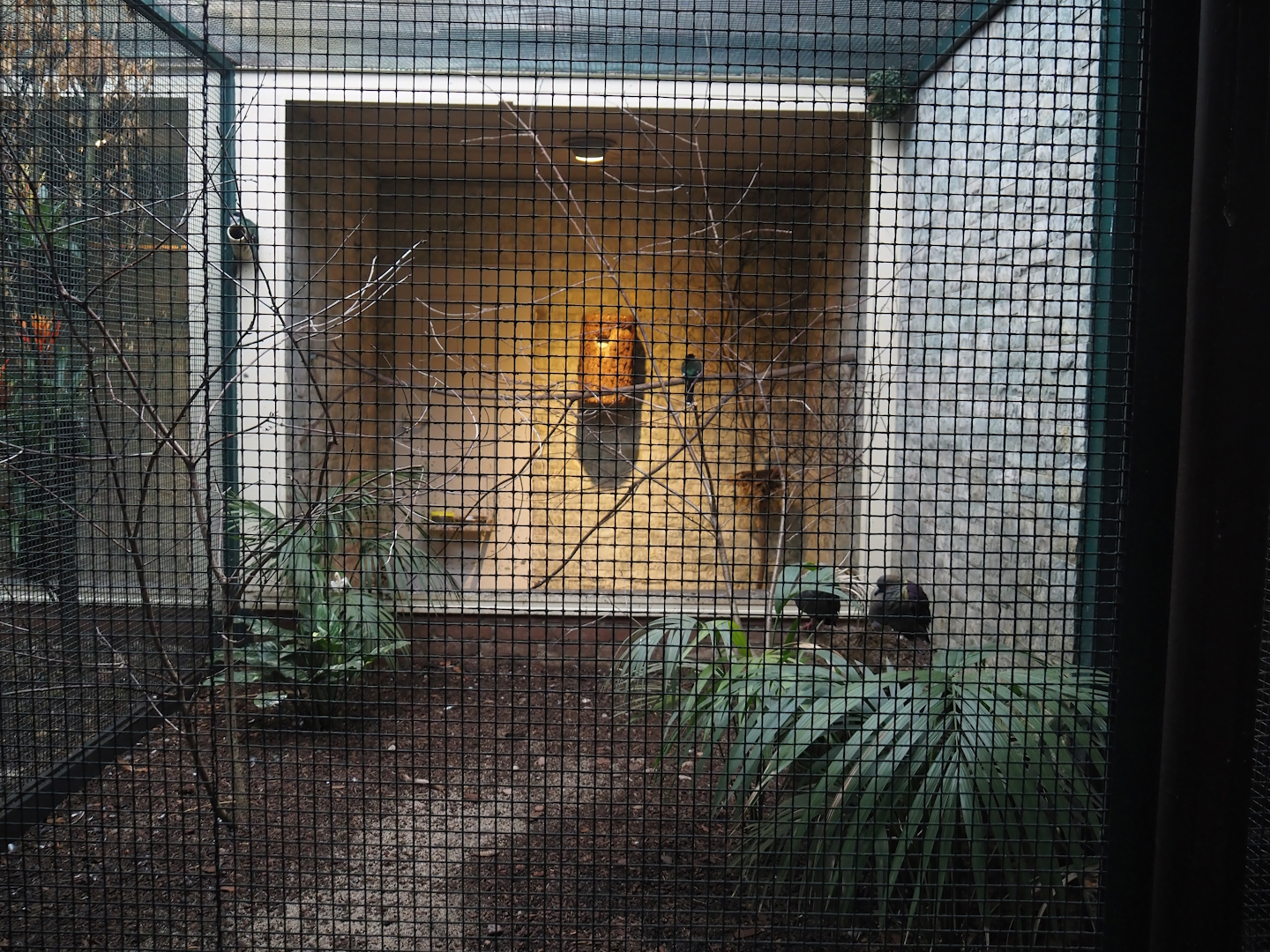 Crested quail-dove, Cuban trogon and Turquoise tanager aviary, 2024-05-22