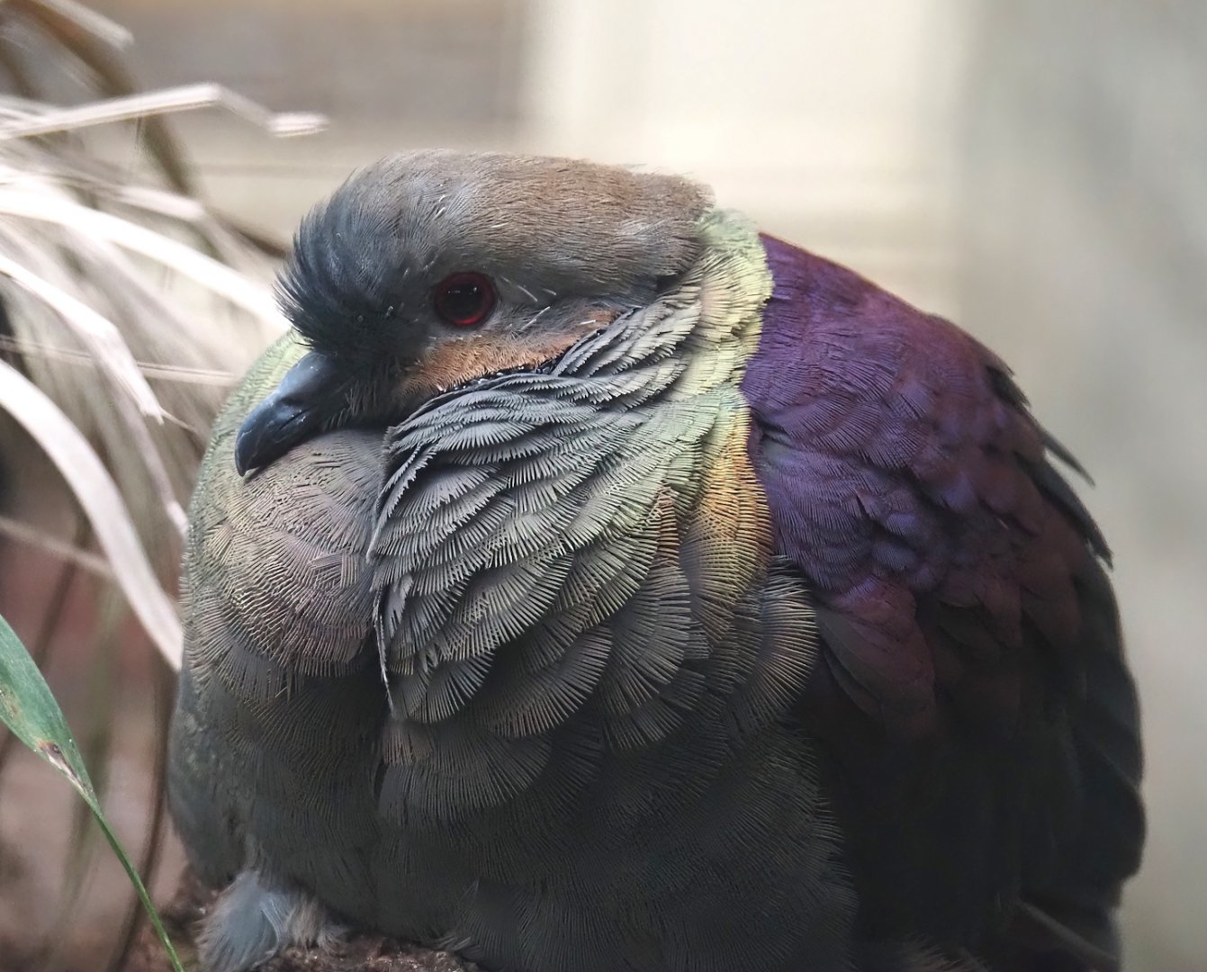 Crested quail-dove (Geotrygon versicolor), 2024-05-22