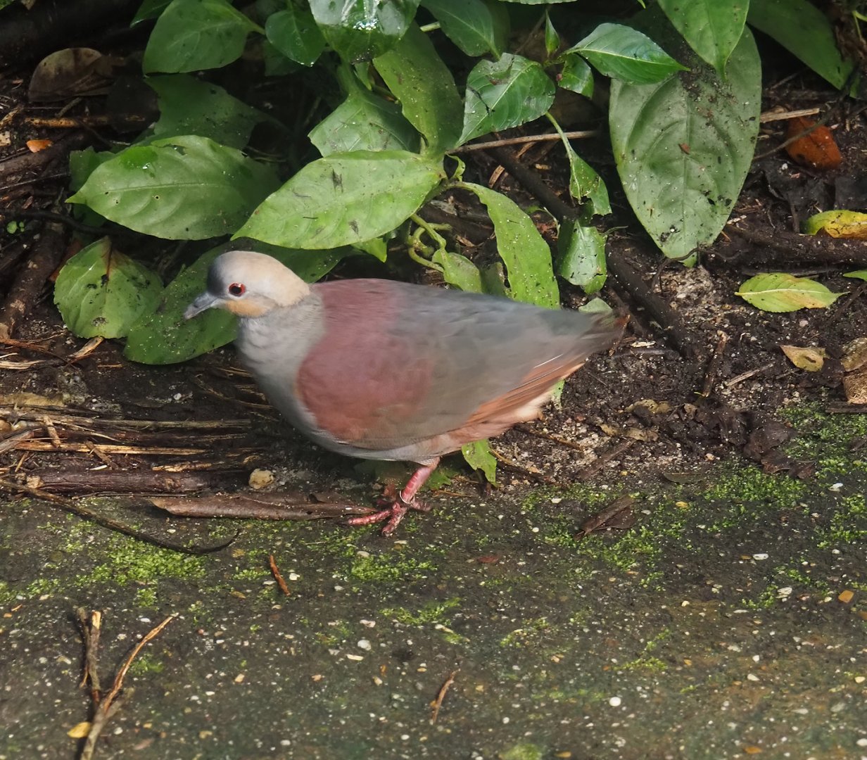 Crested quail-dove (Geotrygon versicolor), 2025-05-17