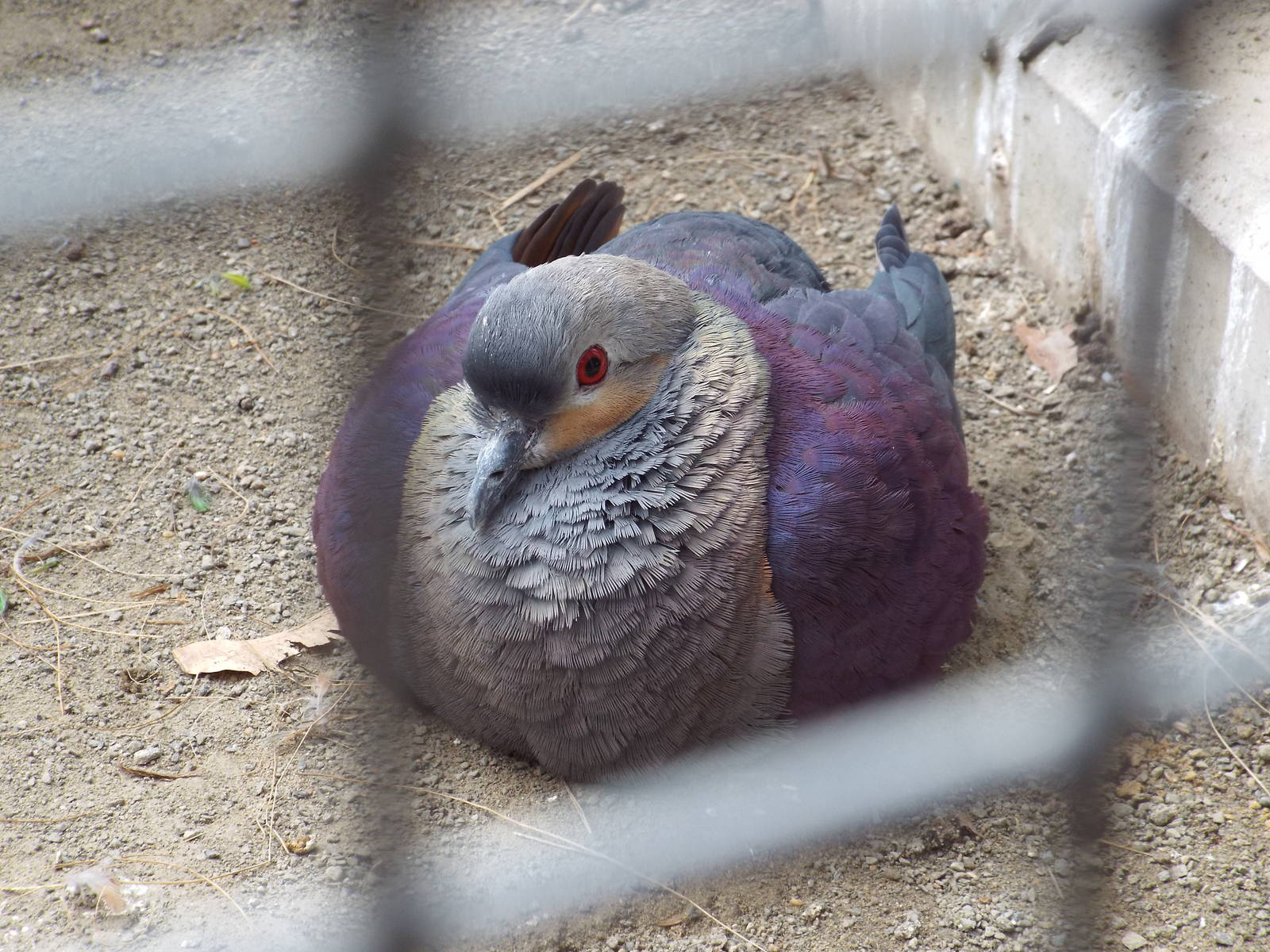 Crested Quail-dove (Geotrygon versicolor) at Zoo Berlin - 6th April 2014