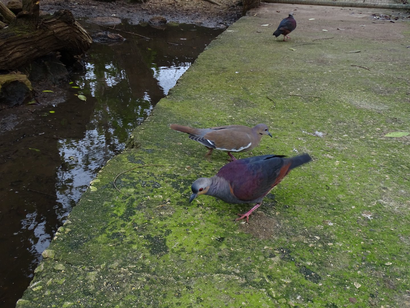 Crested quail-dove (Geotrygon versicolor) Jamaica Swamp Safari, Jamaica