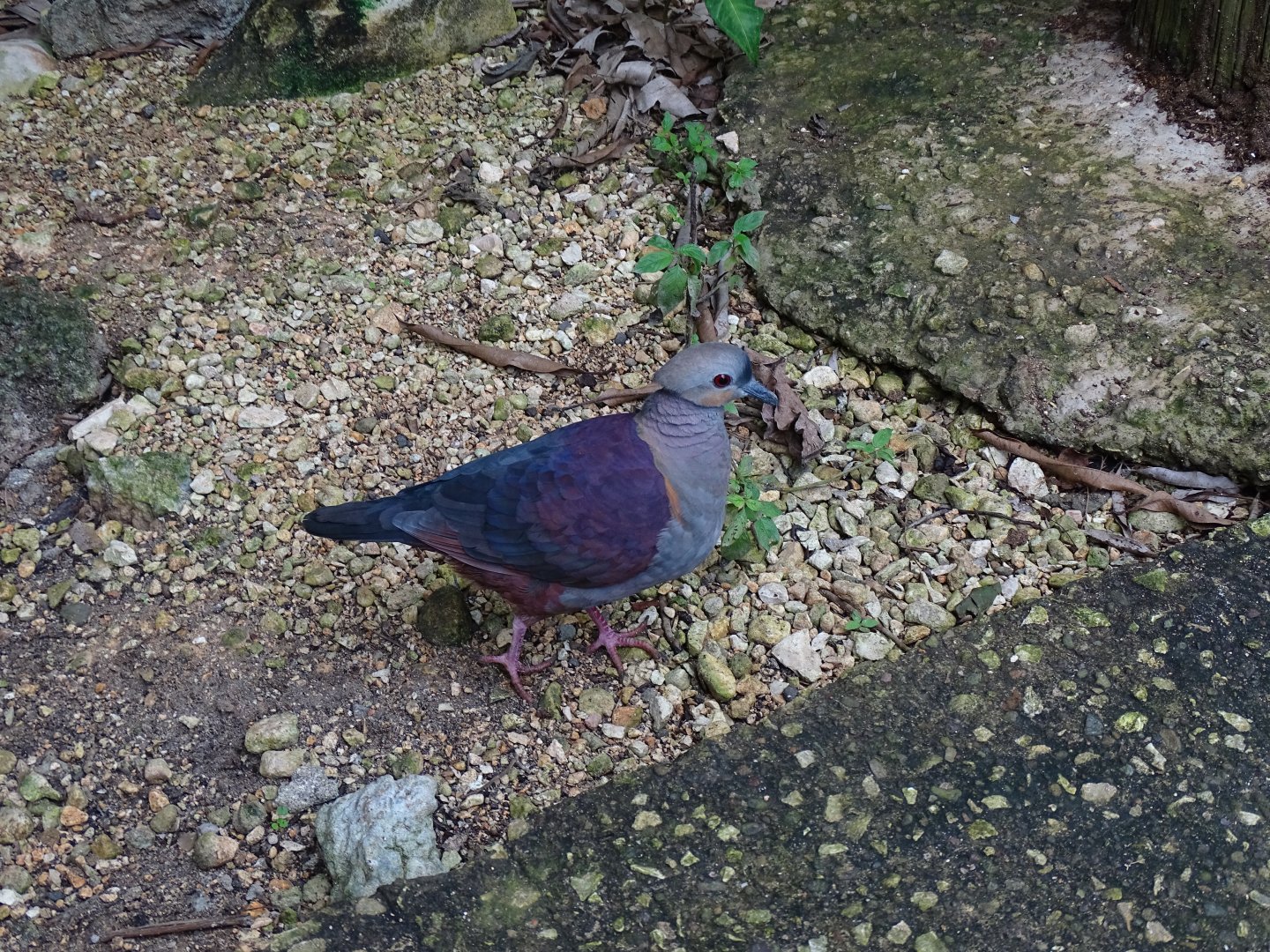 Crested quail-dove (Geotrygon versicolor) Jamaica Swamp Safari, Jamaica