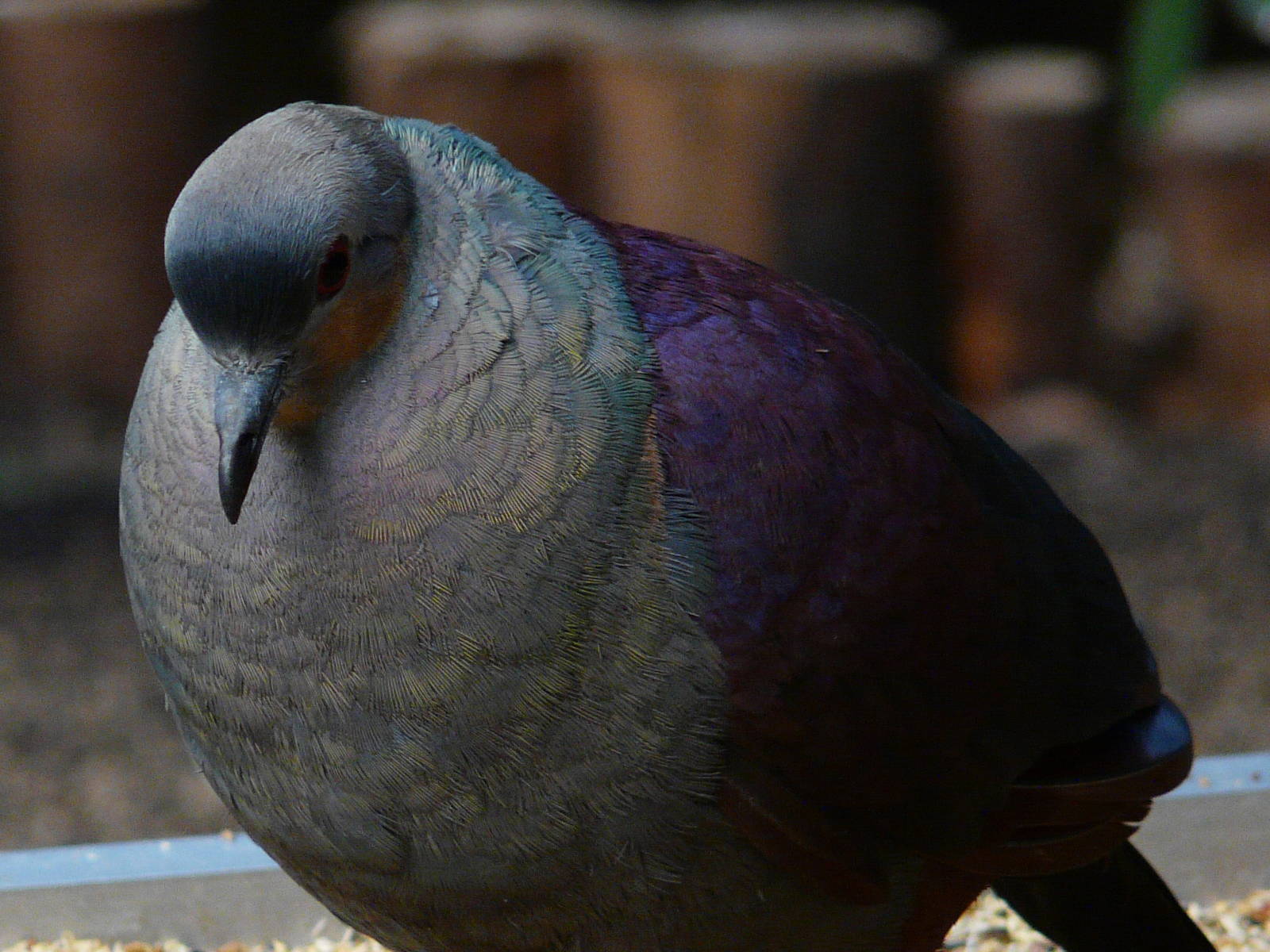 Crested quail dove/ Geotrygon versicolor