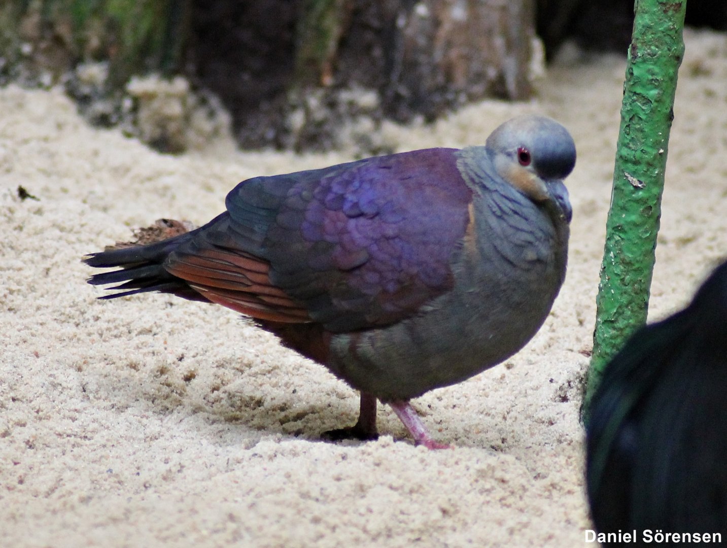 Crested quail-dove (Geotrygon versicolor)