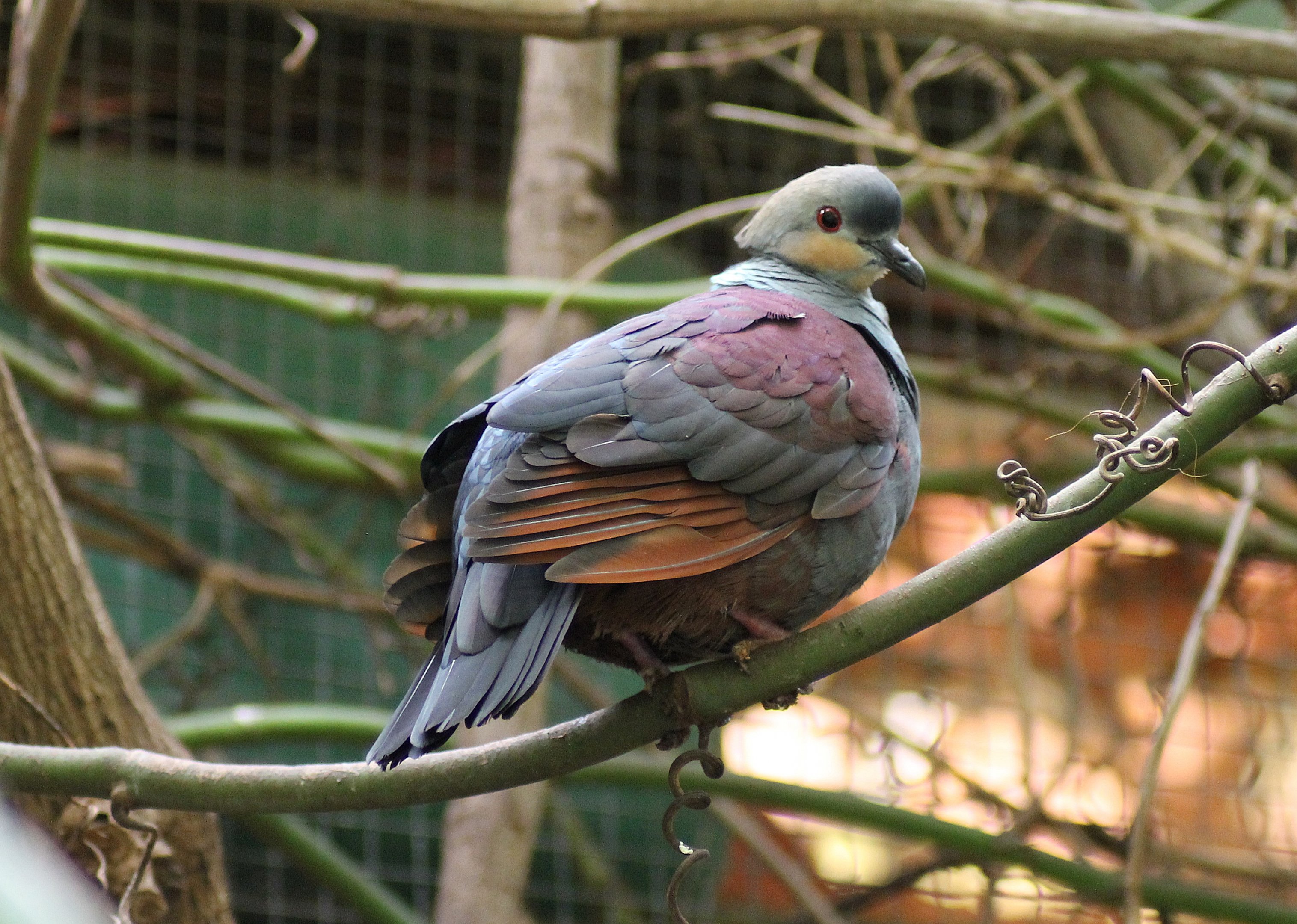 Crested quail-dove (Geotrygon versicolor)