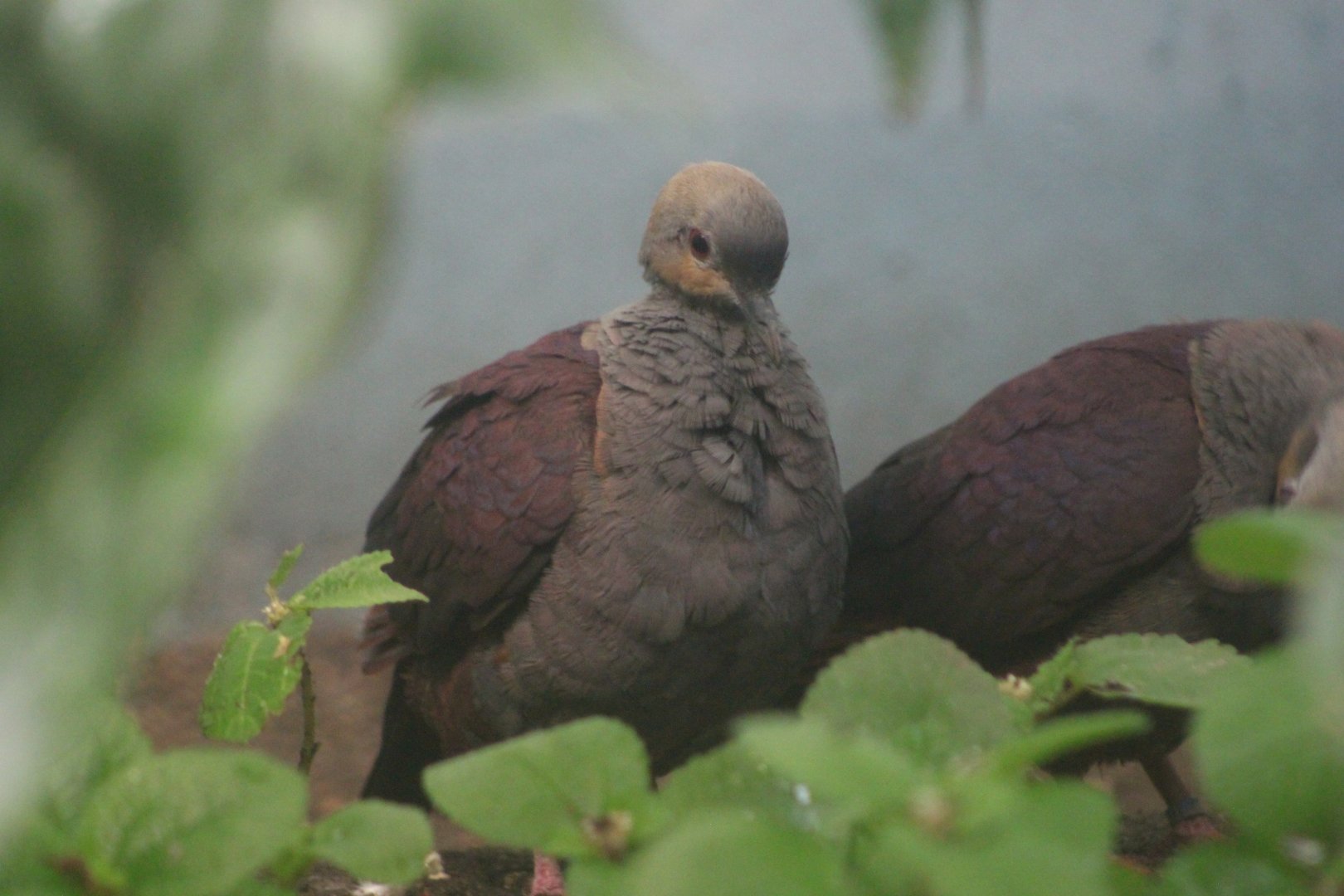 Crested quail-dove (Geotrygon versicolor)