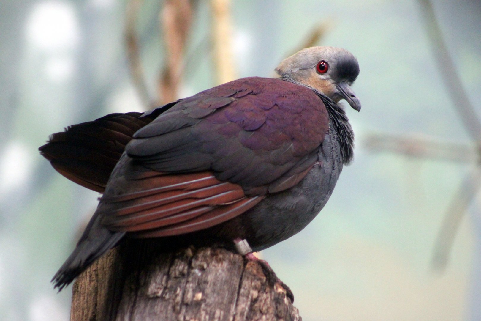 Crested quail-dove (Geotrygon versicolor)