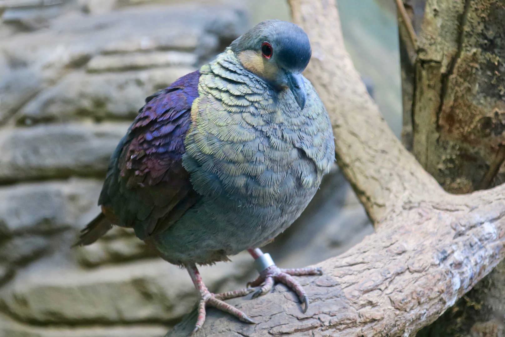 Crested Quail-Dove (Geotrygon versicolor)