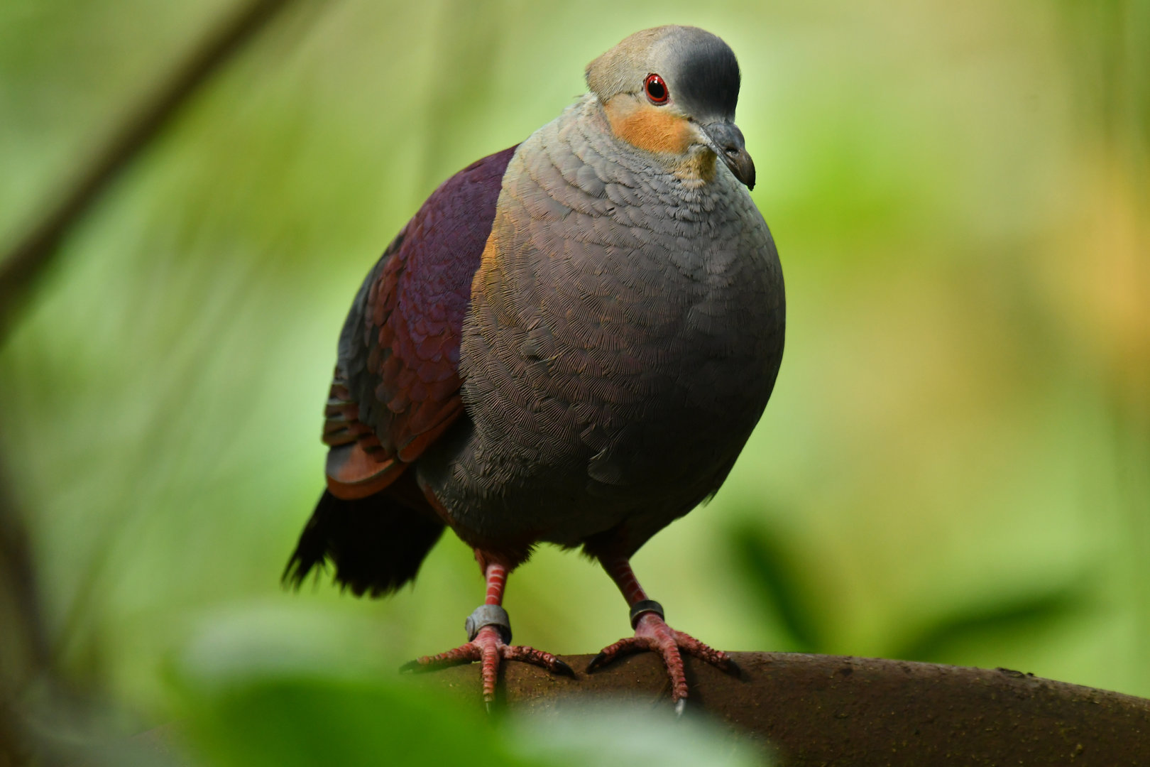 Crested Quail-Dove Geotrygon versicolor