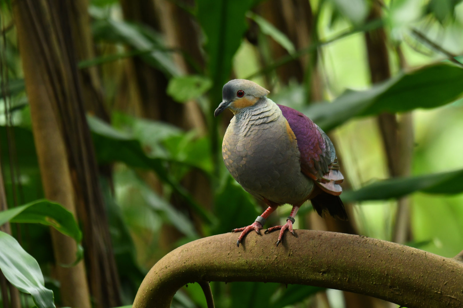 Crested Quail-Dove Geotrygon versicolor