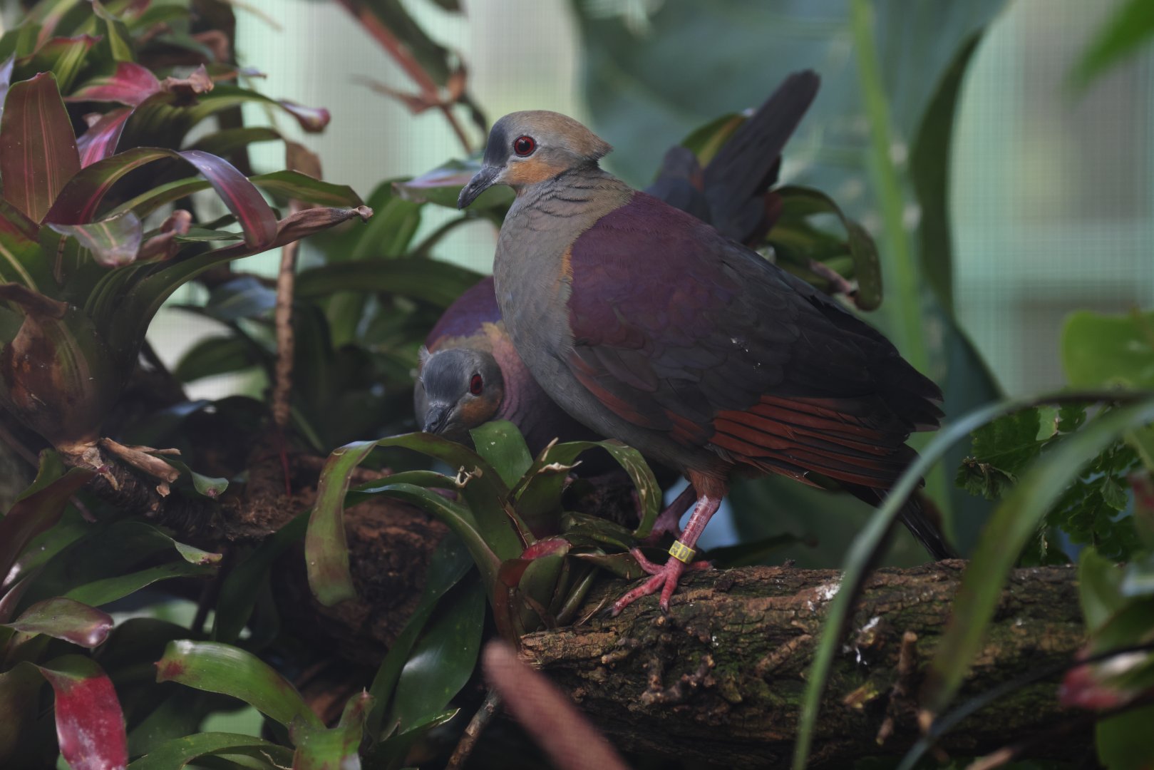 Crested Quail-Dove (Geotrygon versicolor)