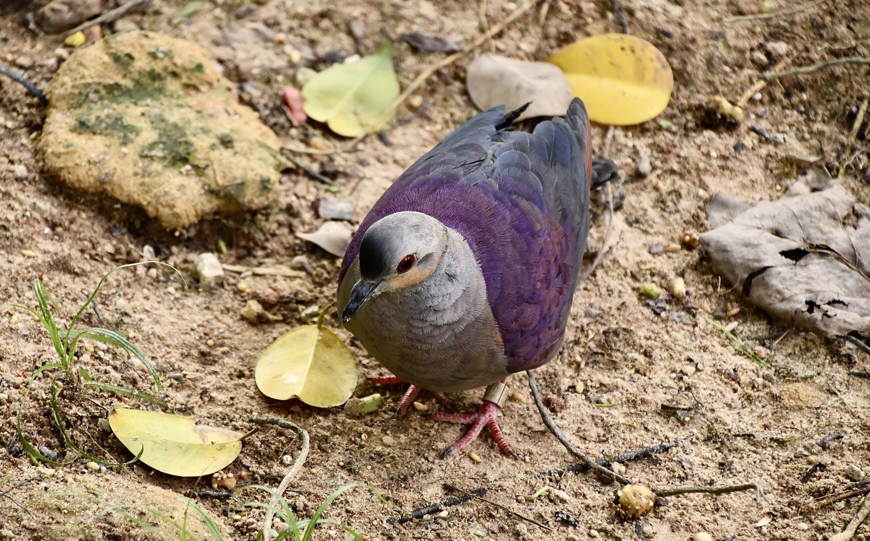 Crested Quail-Dove (Geotrygon versicolor)