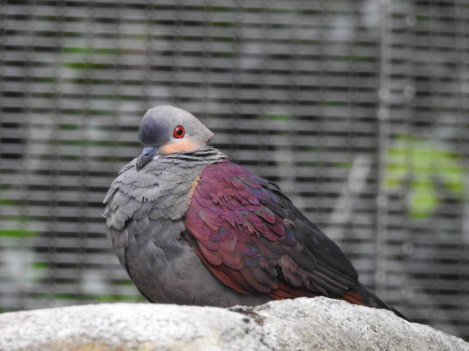Crested Quail Dove