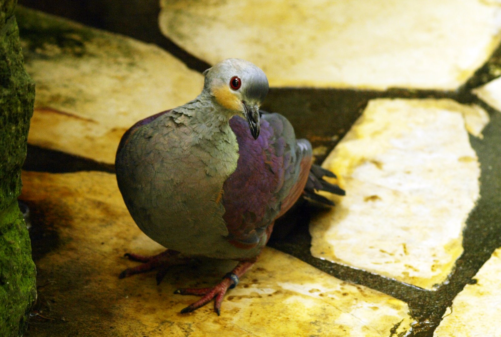 Crested quail dove