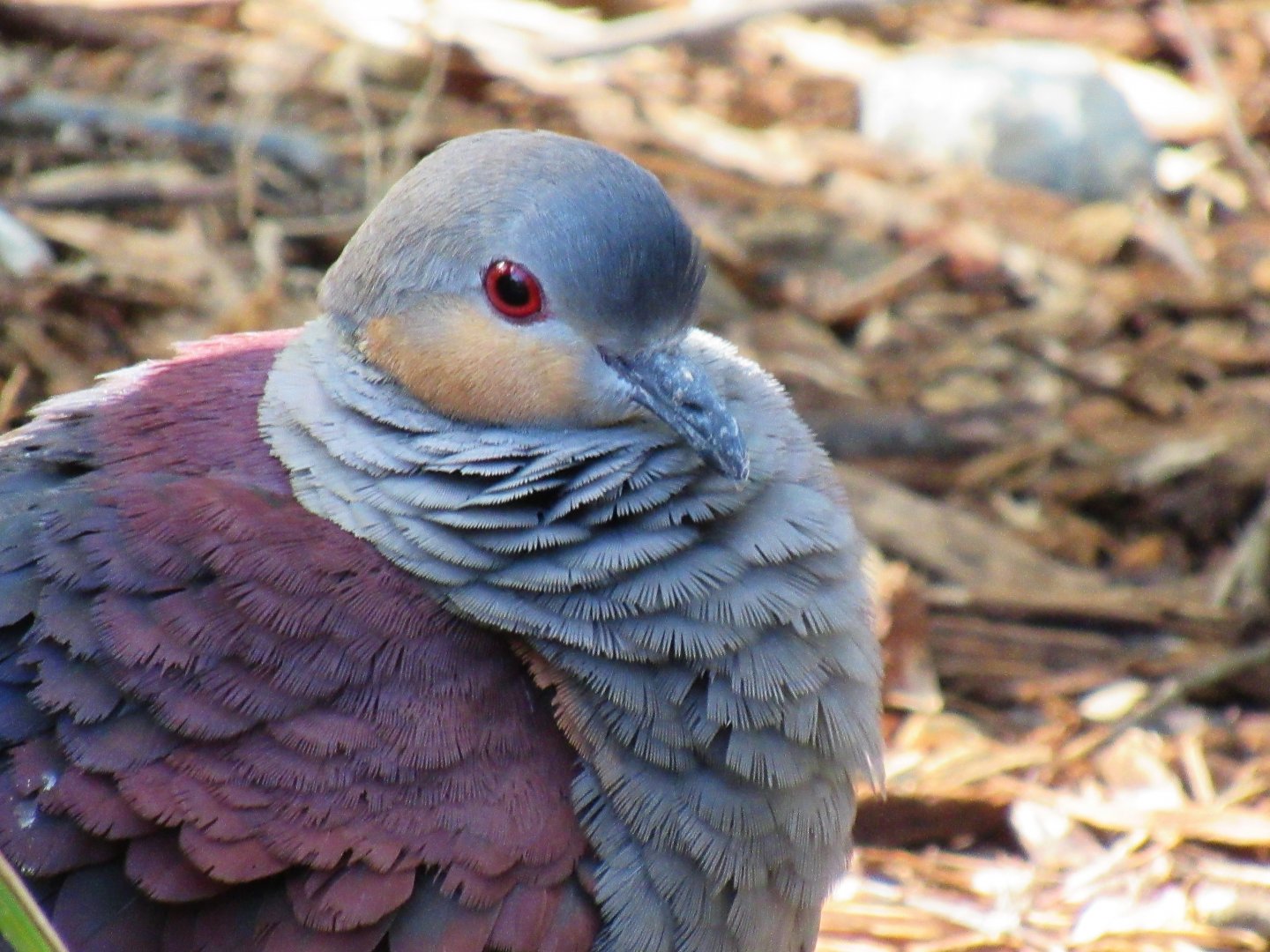 Crested quail-dove